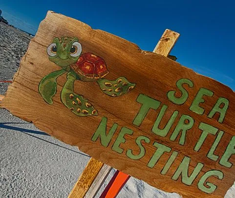 Turtle Troop